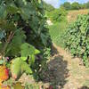 Terroir