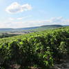 vignes